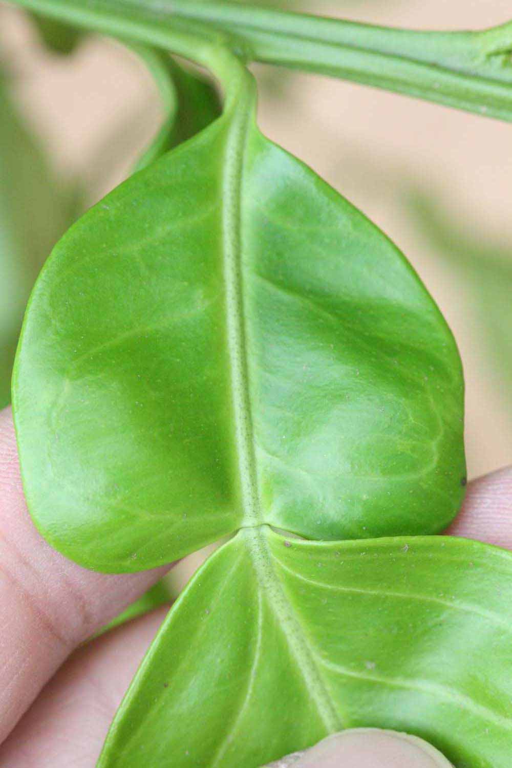              Petiole (Riverside, CA)       